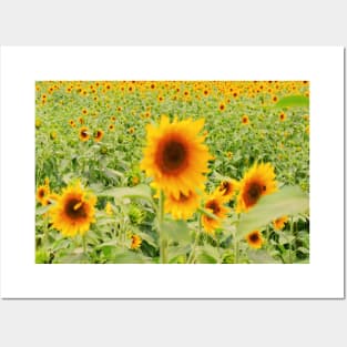 Endless Sunflowers Posters and Art